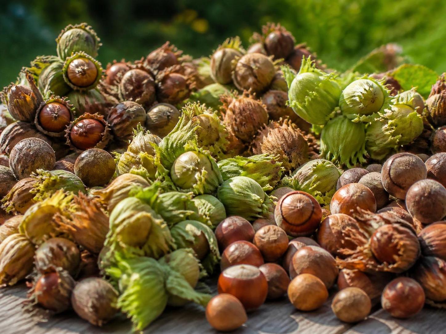découvrez les différentes variétés de noisettes, leurs bienfaits nutritionnels, et des idées gourmandes pour les intégrer dans vos recettes délicieuses et saines.