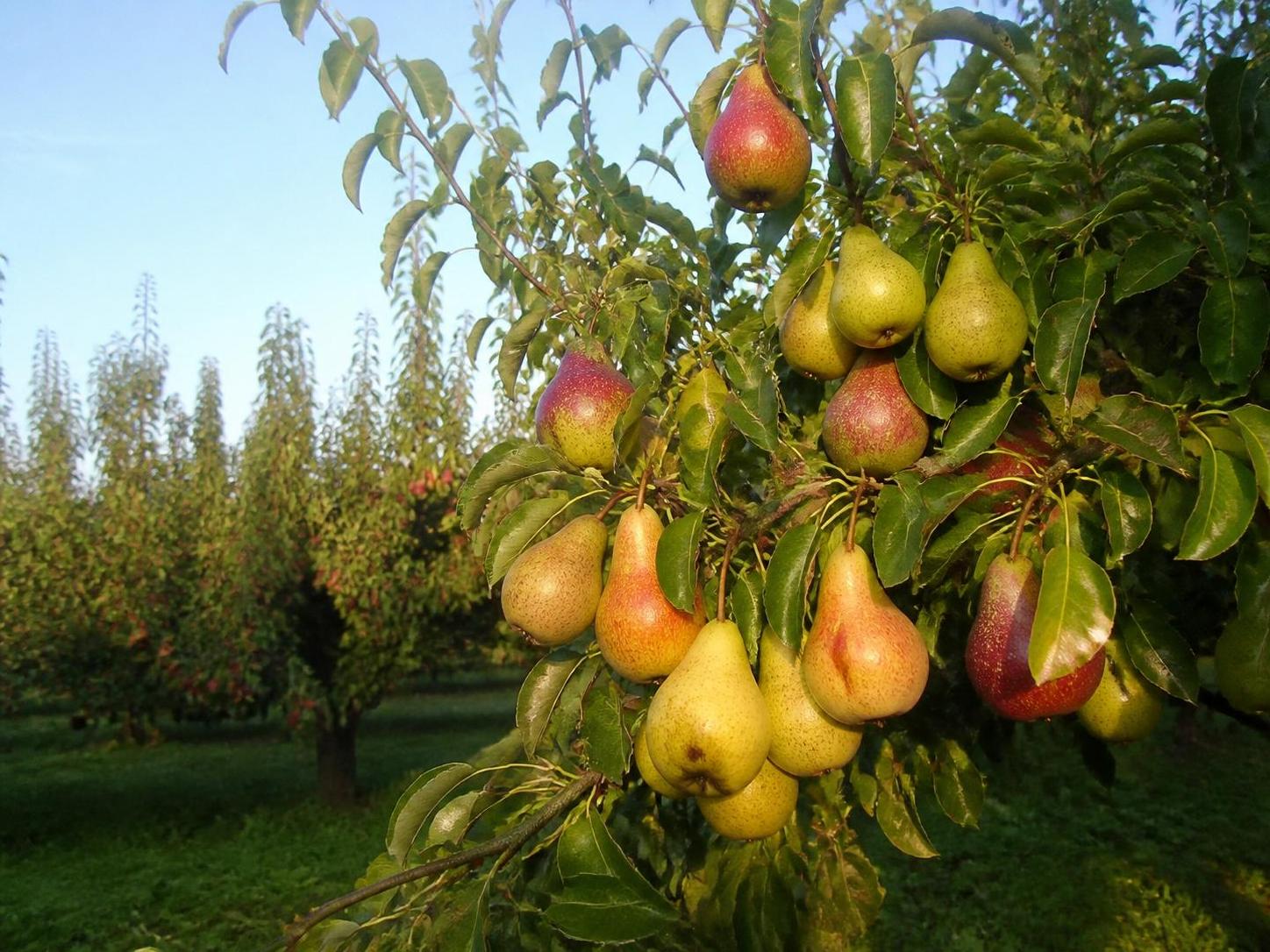 découvrez tout sur la poire : ses différentes variétés, la saison idéale pour en profiter et des idées gourmandes pour sublimer ce fruit délicieux.