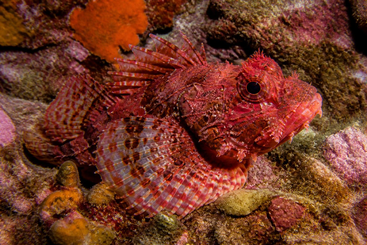 découvrez la rascasse, poisson de roche emblématique de la méditerranée, réputé pour son rôle clé dans l'écosystème marin et la gastronomie locale.