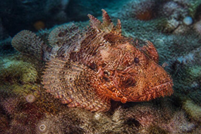 découvrez la rascasse, ce poisson de roche emblématique de la méditerranée, reconnu pour sa silhouette unique et son rôle essentiel dans l'écosystème marin local.
