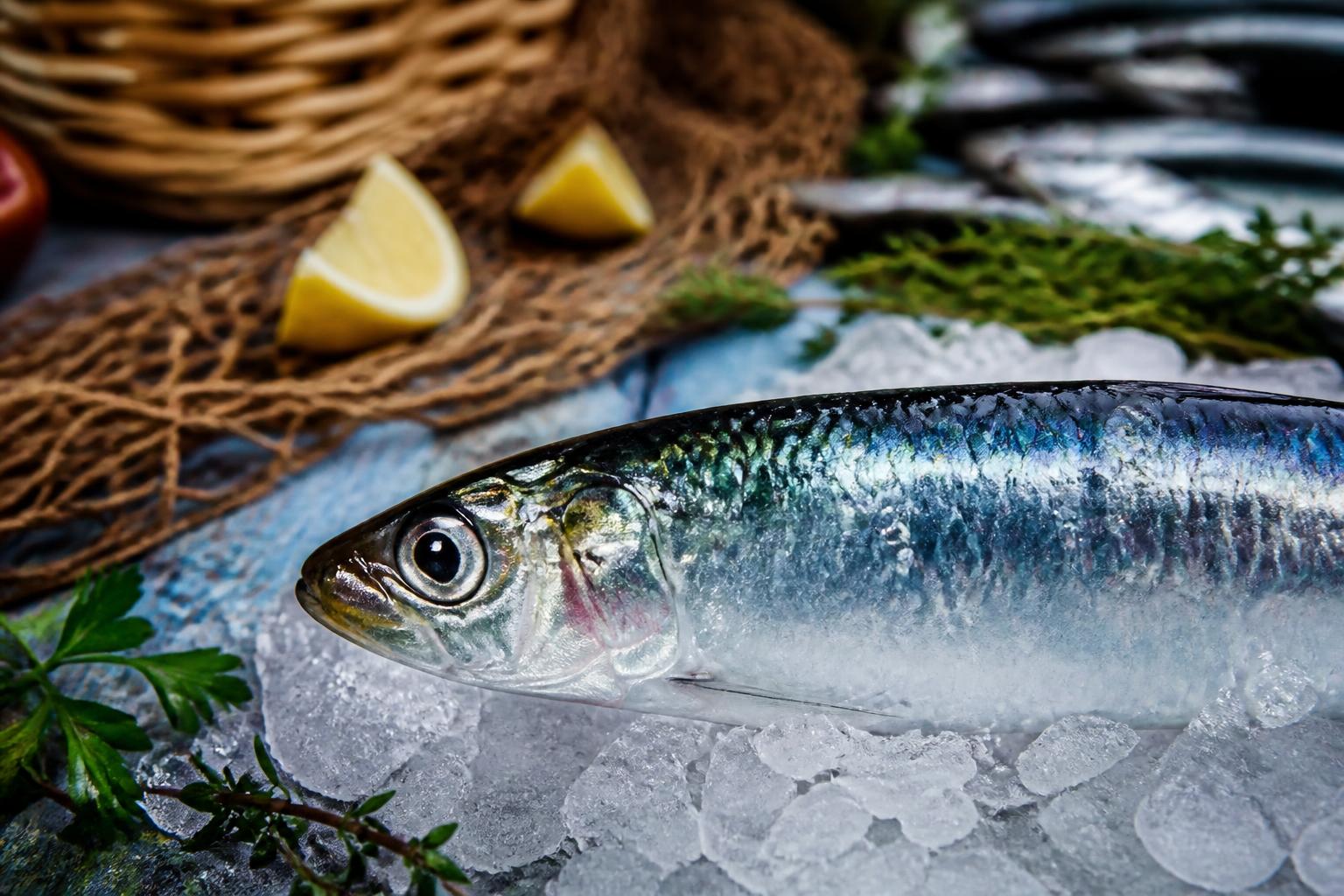 découvrez la sardine, ce petit poisson aux grandes saveurs, riche en goût et en bienfaits pour la santé. idéal pour des recettes savoureuses et équilibrées.