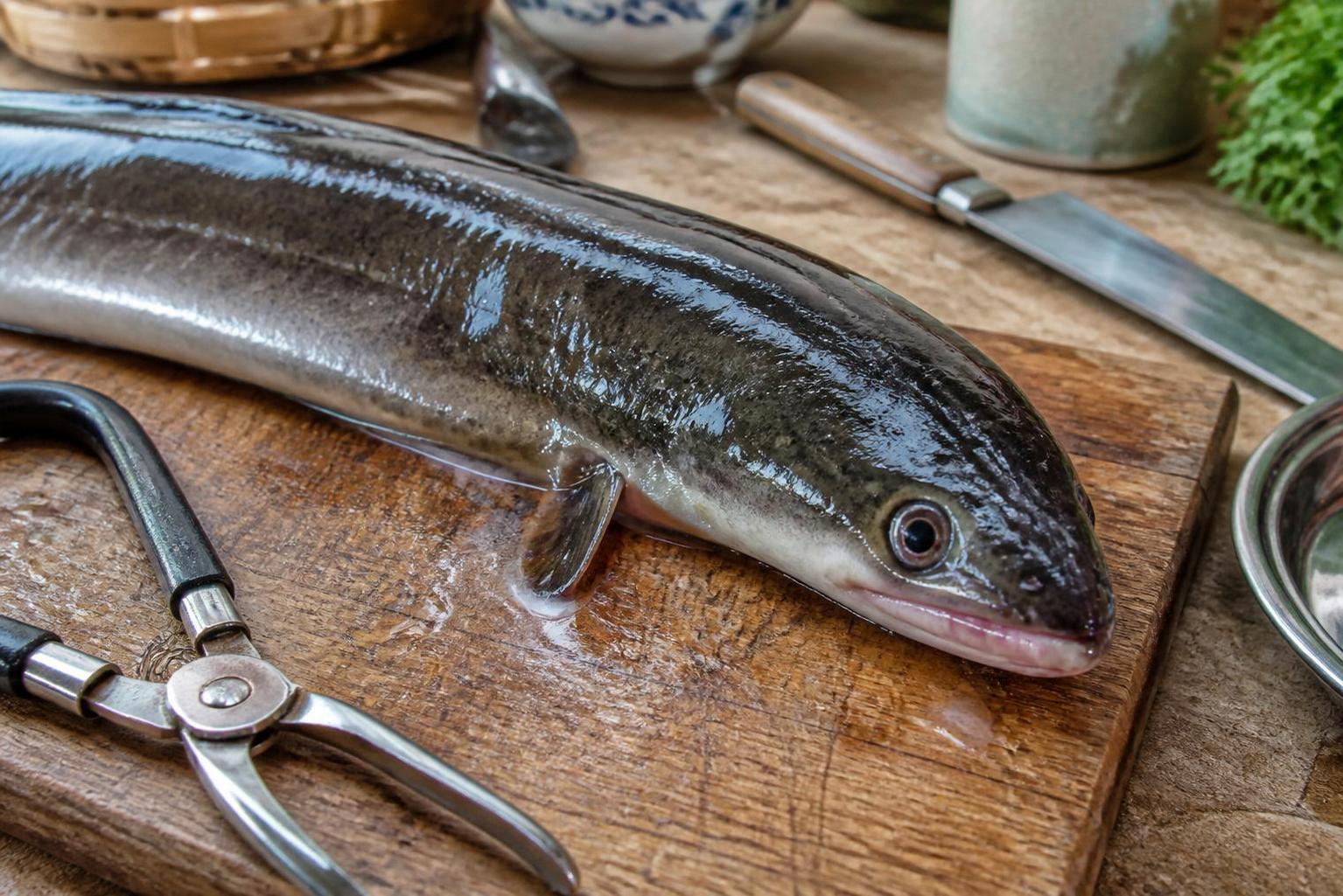 découvrez l'anguille, un poisson délicat : conseils pour sa préparation et recettes de cuisson savoureuses.