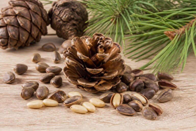 découvrez l'origine du pignon de pin, ses nombreux usages culinaires et les meilleures méthodes pour le conserver frais plus longtemps.