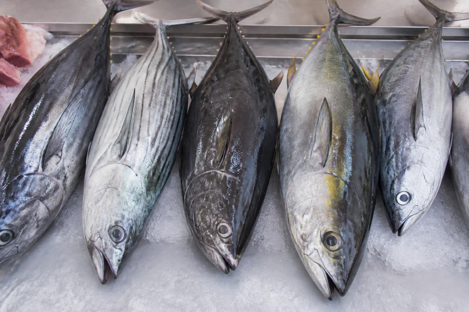découvrez tout sur le thon : ses différentes espèces, comment bien le choisir et des conseils de préparation pour savourer ce poisson délicieux.