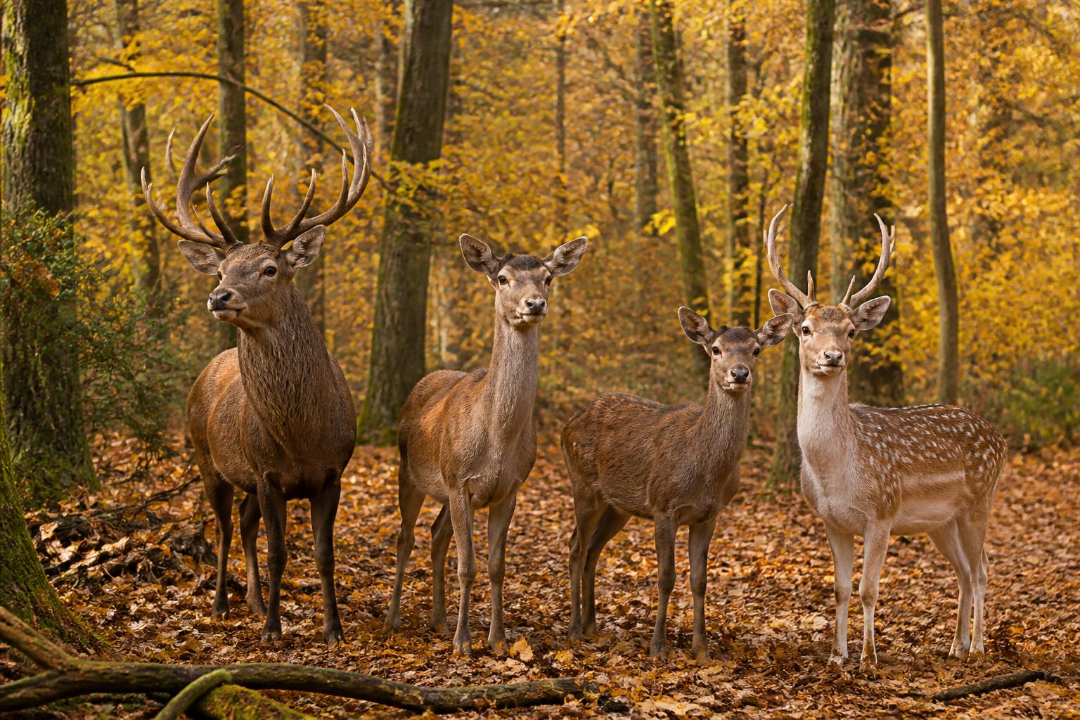 découvrez notre guide complet sur les cervidés tels que le cerf, la biche, le chevreuil et le daim, pour tout savoir sur ce gibier majestueux.