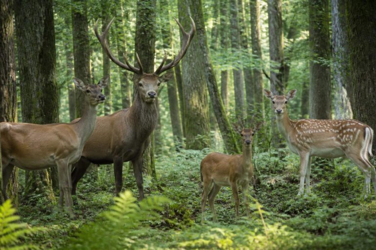 découvrez notre guide complet sur les cervidés, incluant le cerf, la biche, le chevreuil et le daim, pour tout savoir sur ce gibier fascinant.