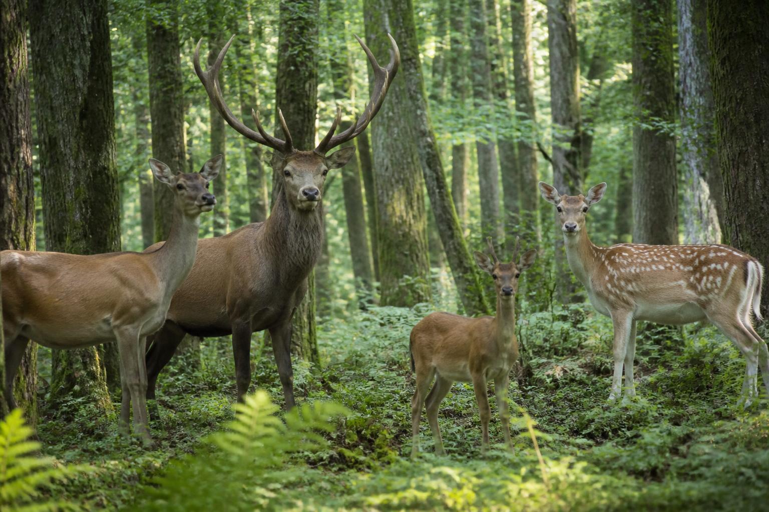 découvrez notre guide complet sur les cervidés, incluant le cerf, la biche, le chevreuil et le daim, pour tout savoir sur ce gibier fascinant.